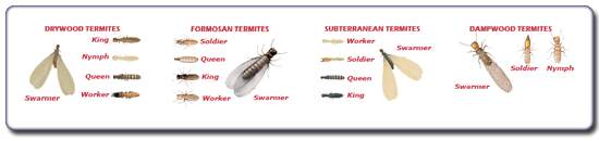 Types Of Termites